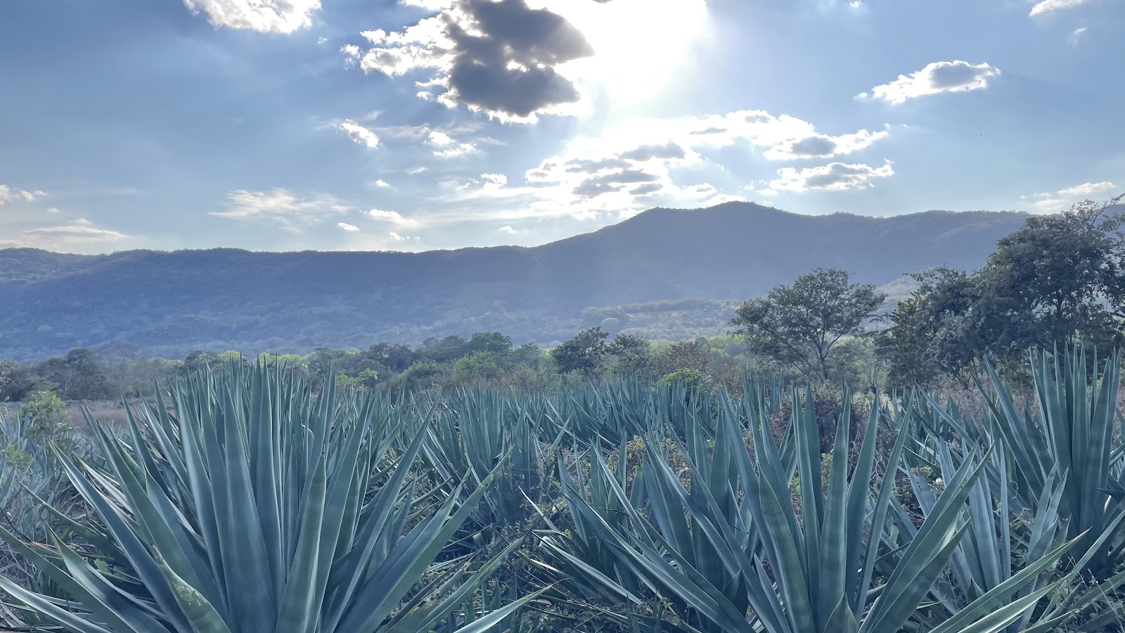 Plantación de agave regenerando tierras áridas en San Luis Potosí